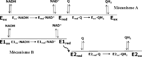 enzymology two substrate kinetics cinetique enzymatique deux substrat ordered random hasard ping pong mechanism biochimej