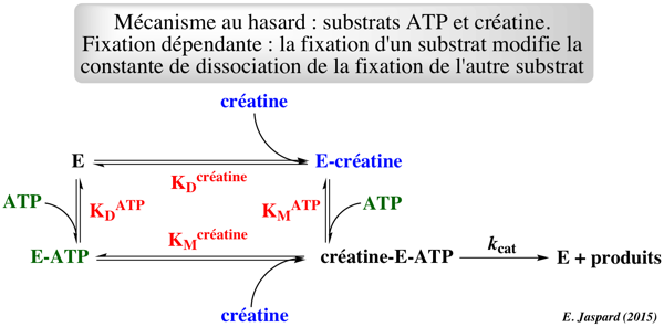 enzymology two substrate kinetics cinetique enzymatique deux substrat ordered random hasard biochimej
