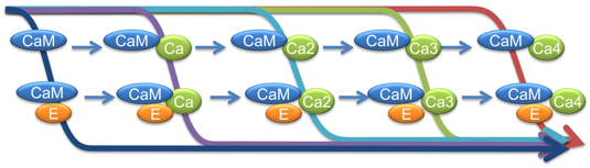 allosterie allostery cooperativite cooperativity calmodulin calcium signal calcique biochimej