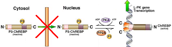 pyruvate kinase glycolyse regulation ChREBP biochimej