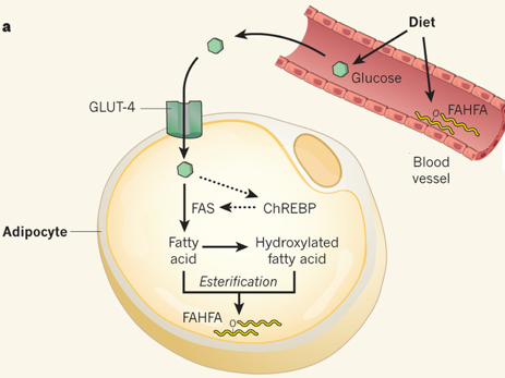 insuline diabete GLUT FAHFA fatty acid glyceride