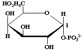 Galactose 1 phosphate