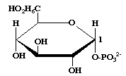 Glucose 1 phosphate