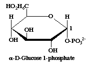 Glucose 1 phosphate