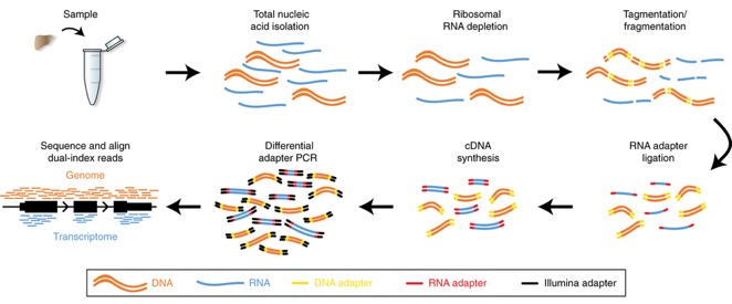 transcriptomique transcriptomics analyse transcriptome ARN RNA RNAseq sequence omics biochimej