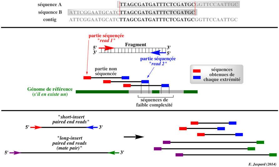 RNA-seq sequencage next-generation high-throughput DNA sequencing technology de novo whole genome shotgun contig paired end biochimej