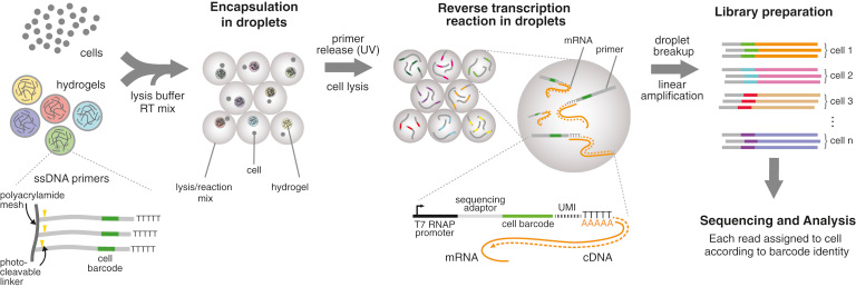 microfluidique microfluidic single cell multimodal cellule unique individualise omique omics transcriptomique transcriptomics interactomics protein enzyme biochimej