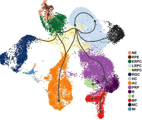 single cell multimodal cellule unique individualise omique omics genomique proteomique transcriptomique inference trajectoire trajectory pseudotemps monocle destiny pseudotemporal tsne biochimej