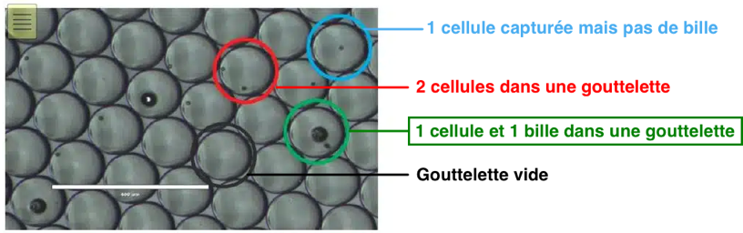 microfluidique microfluidic single cell multimodal cellule unique individualise omique omics transcriptomique transcriptomics interactomics protein enzyme biochimej
