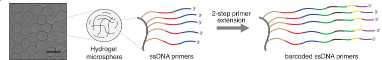 microfluidique microfluidic single cell multimodal cellule unique individualise omique omics transcriptomique transcriptomics interactomics protein enzyme biochimej