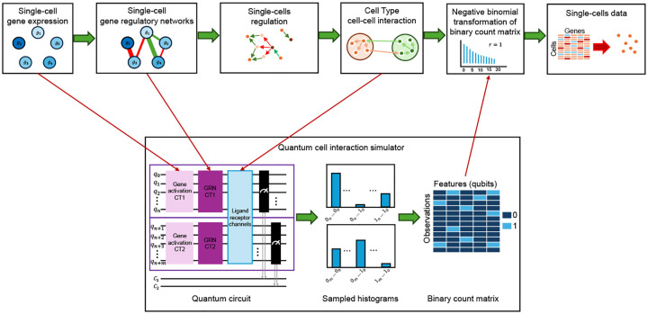 single cell cellule unique individualise omique omics genomique proteomique transcriptomique noyau quantique quantum kernel qubit quantique controlled-NOT gate CNOT biochimej