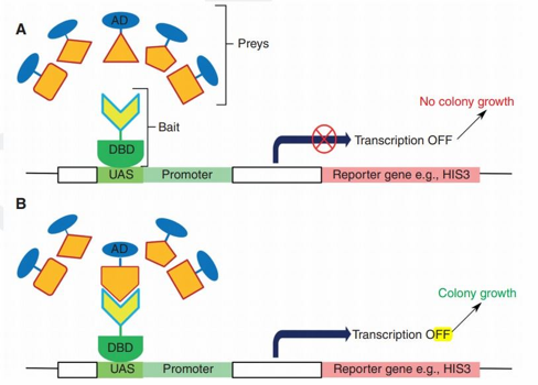 interactome interactomique protein interaction PPI affinity affinite kd dissociation association double hybride GAL4 domain biochimej