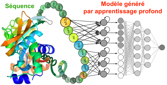 Interaction interactome interactomique interactomics PPI apprentissage profond deep learning supervised training algorithm model language reseau biochimej