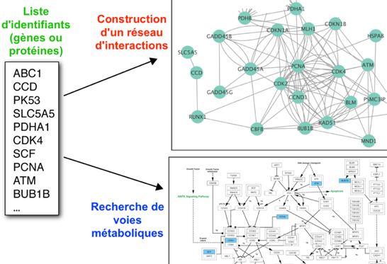 reseau network graph oriente directed weighted interaction proteine PPI interactome interactomique interactomics omique omics protein structure cytoscape network edge node noeud arete layout biochimej