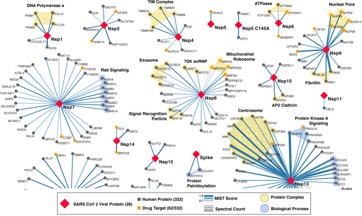 cytoscape edge node noeud arete layout network interactome interactomique PPI proteome spectrometrie masse spectrometry tandem protein sequence domaine omics biochimej