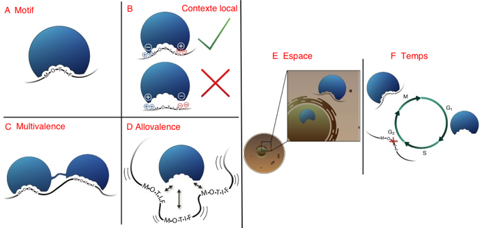 interactome interactomique protein interaction PPI proteome specificity specificite affinity affinite allovalence kd dissociation association intrinsically disordered region sequence domaine biochimej