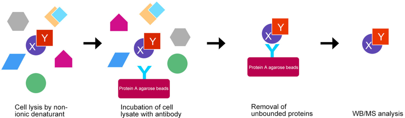 interactome interactomique protein interaction PPI affinity affinite kd dissociation association double hybride GAL4 domain biochimej