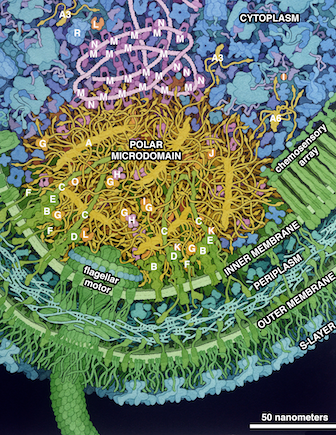 interactome interactomique interaction PPI condensat membrane collision biochimej