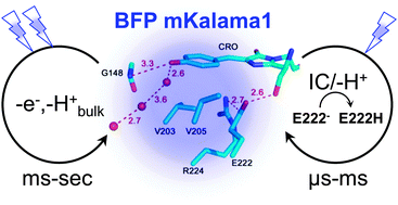 fluorescence fret bret emission excitation donneur accepteur GFP YFP BFP mKalama biochimej