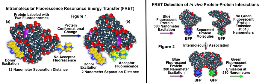 interactome interactomique protein interaction PPI affinity affinite kd dissociation association transfert fluorescence FRET biochimej