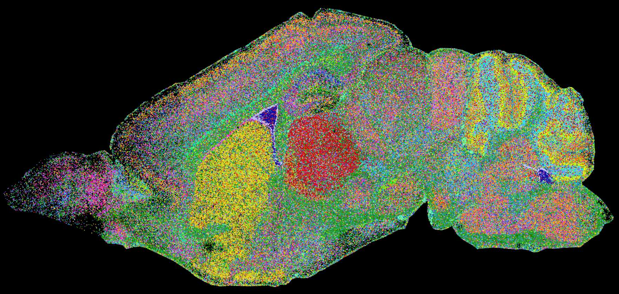 fluorescence fret FISH in situ hybridization emission excitation mouse brain cerveau souris transcriptome single cell spatial biochimej