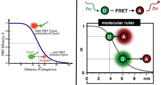 fluorescence fret smFRET single molecule emission excitation dynamique conformationnelle repliement folding biochimej
