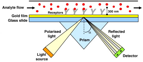 Interaction interactome interactomique interactomics plasmon resonance plasmonique surface site fixation liaison molecule SPR biochimej