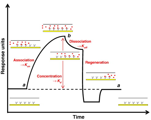 Interaction interactome interactomique interactomics PPI plasmon resonance plasmonique surface site fixation liaison molecule SPR angle critique association sensorgramme biochimej