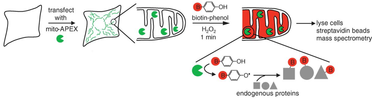 proteome matrice mitochondriale inner outer matrix mitochondria biotin biochimej