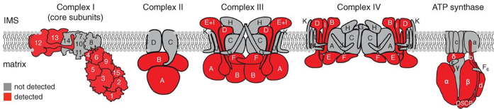 proteome matrice mitochondriale inner outer matrix mitochondria biotin biochimej