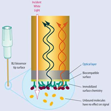 Interaction interactome interactomique interactomics PPI interferometre biocouche biolayer interferometry BLI onde lumiere biochimej