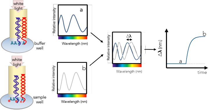 Interaction interactome interactomique interactomics PPI interferometre biocouche biolayer interferometry BLI onde lumiere biochimej