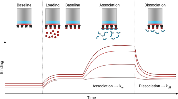 Interaction interactome interactomique interactomics PPI interferometre biocouche biolayer interferometry BLI onde lumiere biochimej