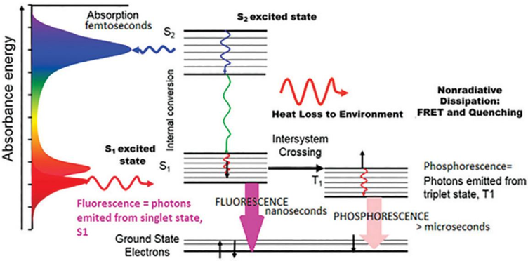 interactome protein interaction affinite transfert fluorescence absorption phosphorescence emisssion electron niveau energie singulet triplet spectre biochimej