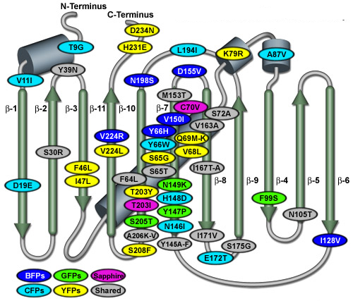 interactome protein interaction affinite transfert fluorescence absorption phosphorescence emisssion Aequorea victoria GFP YFP CFP mutant  biochimej