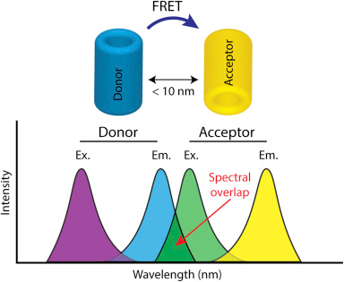 interactome protein interaction transfert fluorescence absorption emisssion energie chevauchement spectre biochimej