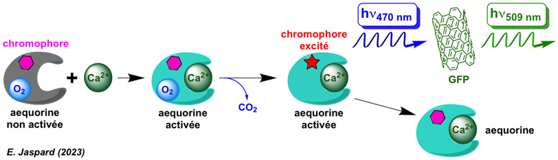 interactome protein interaction affinite transfert fluorescence bioluminescence Aequorea victoria GFP aequorine cyclic hexapeptide chromophore biochimej