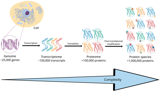 interaction proteine interactome interactomique PPI translational modification post traductionnelle protein biochimej