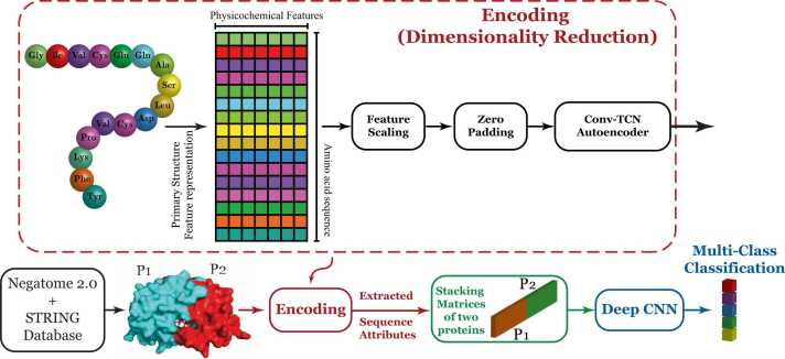 interaction protein apprentissage profond deep learning autoencoder neural network convolutional reseau neurone profond convolutif CNN biochimej