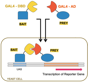 interactome interactomique protein interaction PPI affinity affinite kd dissociation association double hybride GAL4 domain biochimej
