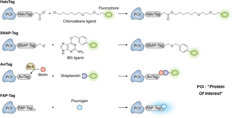 interaction proteine interactomique interactomics omics omique protein enzyme binding site fixation ligand halotag snaptag avitag faptag emission fluorescence