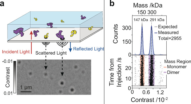 interactome interactomique interactomics PPI interaction protein photometrie mass photometry lumiere reflechie diffusion reflected scattered light contrast biochimej