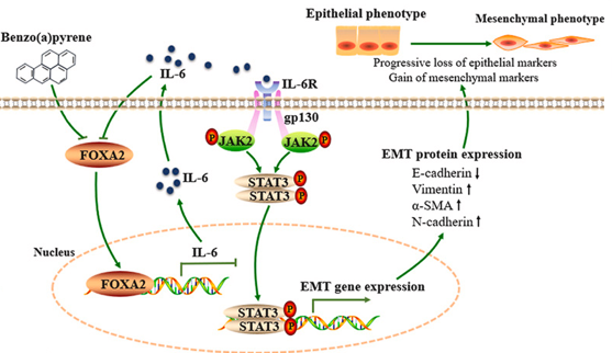 protein interaction interactomique network reseau node omique omics interactomics STAT3 FOXA2 IL6 biochimej