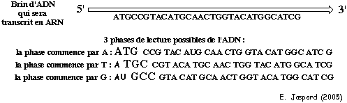 Code genetique codon biochimej
