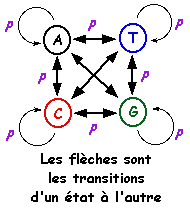 biochimej Modele Markov cache transition