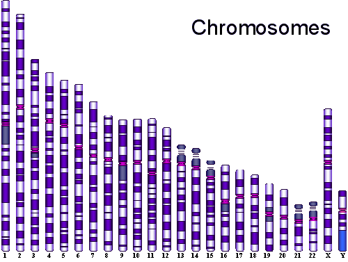 Therapie genique gene mutation ADN vecteur chromosome genome biochimej