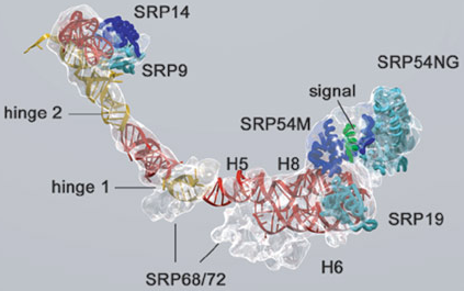 signal recognition particle complexe SRP ARN 7S RNA translocation biochimej
