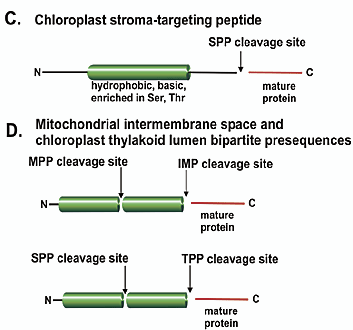 targeting target adressage signal ciblage peptide transit presequence mitochondrie chloroplaste compartiment organelle organite site coupure proteolyse hydrolyse cleavage peptidase protease SPP MPP membrane particule reconnaissance recognition particle biochimej