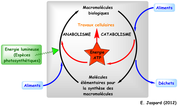 Catabolisme anabolisme travail cellulaire energie bioenergetique bioenergetics free enthalpy energy cellular work ATP