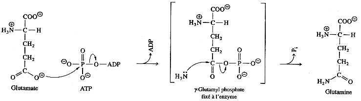 Synthese glutamine Couplage ATP reaction endergonique intermediaire glutamyl phosphate bioenergetique bioenergetics free enthalpy energy cellular work biochimej